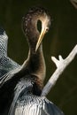 Anhinga with bent neck Royalty Free Stock Photo