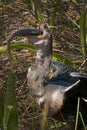 Anhinga Bird