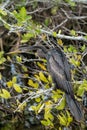 An Anhinga bird, also known as a black bellied darter or water turkey, sits perched in tree branches looking for food