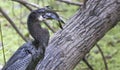 Anhinga Bird Swallows a Fish Whole