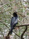 Anhinga bird on branch Royalty Free Stock Photo