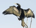 Anhinga Bird on Branch