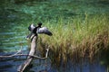 Anhinga Bird and Turtle Sunning