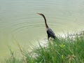 Anhinga Bird Royalty Free Stock Photo