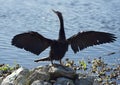 Anhinga Bird Drying up its Feathers