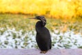 Anhinga Bird in Everglades National Park Royalty Free Stock Photo