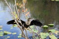 Anhinga bird at Everglades National Park Royalty Free Stock Photo