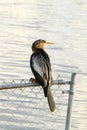 Anhinga Bird (female)