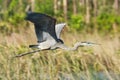 Anhinga bird in flight Everglades Florida