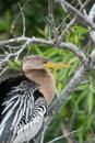 Anhinga bird with its long, elegant feathers perched atop a tree branch. Royalty Free Stock Photo