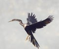 Anhinga bird landing Royalty Free Stock Photo