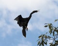 Anhinga Bird Photo. Anhinga Bird flying with a blue sky and clouds