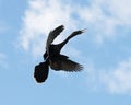 Anhinga Bird Photo. Anhinga Bird flying with a blue sky and clouds