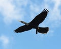 Anhinga Bird Photo. Anhinga Bird flying with a blue sky and clouds