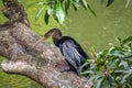 Anhinga bird resting on thick tree branch above the water Royalty Free Stock Photo