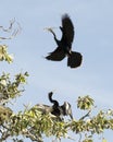 Anhinga Bird Stock Photos, Anhinga Bird flying with a branch in its beak with a bleu sky.