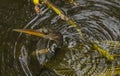 Anhinga Bird in the Water