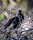 Anhinga bird in tree Royalty Free Stock Photo