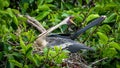 Anhinga bird in tree Royalty Free Stock Photo