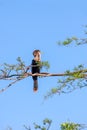 Anhinga bird on the tree branch Royalty Free Stock Photo