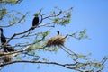 Anhinga bird on the tree branch Royalty Free Stock Photo