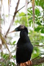 Anhinga bird on the tree branch Royalty Free Stock Photo