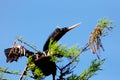 Anhinga bird on the tree branch Royalty Free Stock Photo