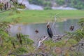 Anhinga bird on the tree branch close up shot Royalty Free Stock Photo