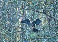 Anhinga, bird tree, corkscrew, bird sanctuary, Naples, Florida Royalty Free Stock Photo