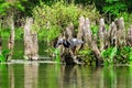 Anhinga Bird in Wakulla