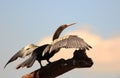 Female Darter Bird with wings spread out