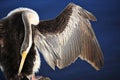 Anhinga, Black Swan Lake in Perth, Australia Royalty Free Stock Photo