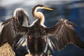 Anhinga, Black Swan Lake in Perth, Australia Royalty Free Stock Photo