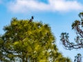 Anhinga Calling from the Top of a Pine Tree Royalty Free Stock Photo