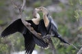 Anhinga chick extracting a partially digested fish from its moth