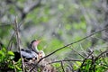 Anhinga & chicks Royalty Free Stock Photo