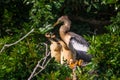 Anhinga Chicks Royalty Free Stock Photo