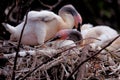 Anhinga chicks Royalty Free Stock Photo