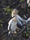 Anhinga chicks Royalty Free Stock Photo