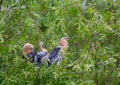 Anhinga chicks Royalty Free Stock Photo