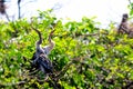 Anhinga chicks in nest in Florida Royalty Free Stock Photo