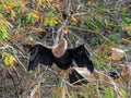 Anhinga in Corkscrew Swamp, Florida Royalty Free Stock Photo