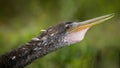 An Anhinga Croaking Royalty Free Stock Photo