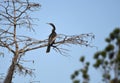 Anhinga darter bird in the Okefenokee Swamp, Georgia Royalty Free Stock Photo