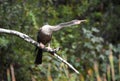 Anhinga darter bird perched on Pinckney Island National Wildlife Refuge