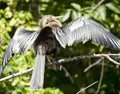 Anhinga in Florida river Royalty Free Stock Photo