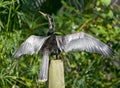 Anhinga in Florida river Royalty Free Stock Photo