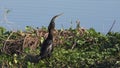 Anhinga downing a fish