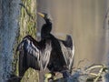 Anhinga drying feathers in sunlight