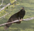 The anhinga Anhinga anhinga Royalty Free Stock Photo